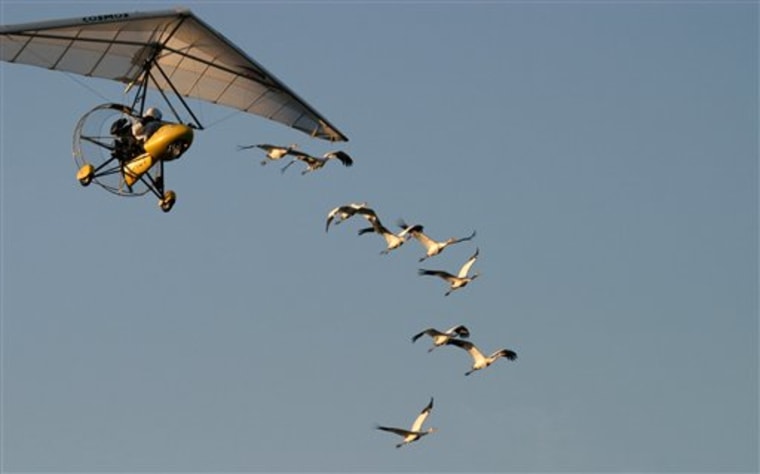 Operation Migration's aircraft guides whooping crane in this 2006 photo.
